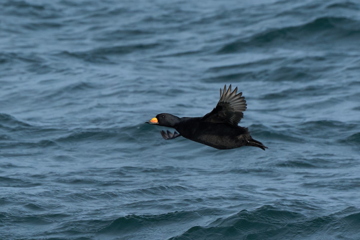 Macreuse à bec jaune - ML647883377