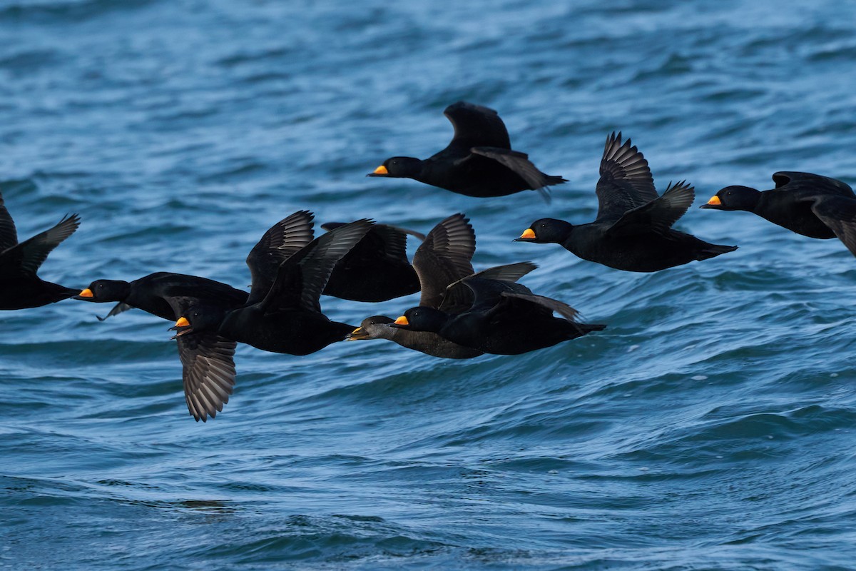 Macreuse à bec jaune - ML647883378