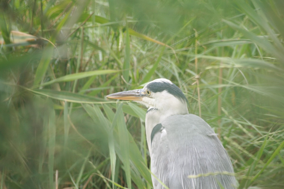 Héron cendré - ML647883379