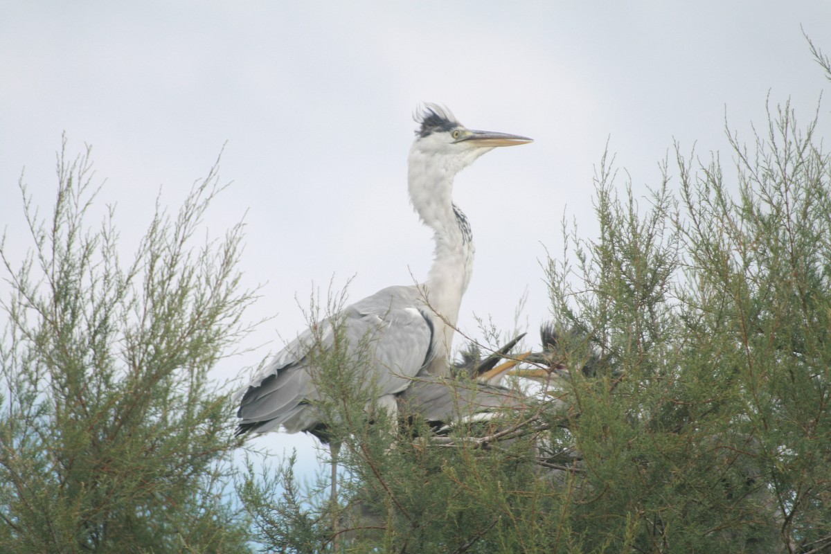 Héron cendré - ML647883380