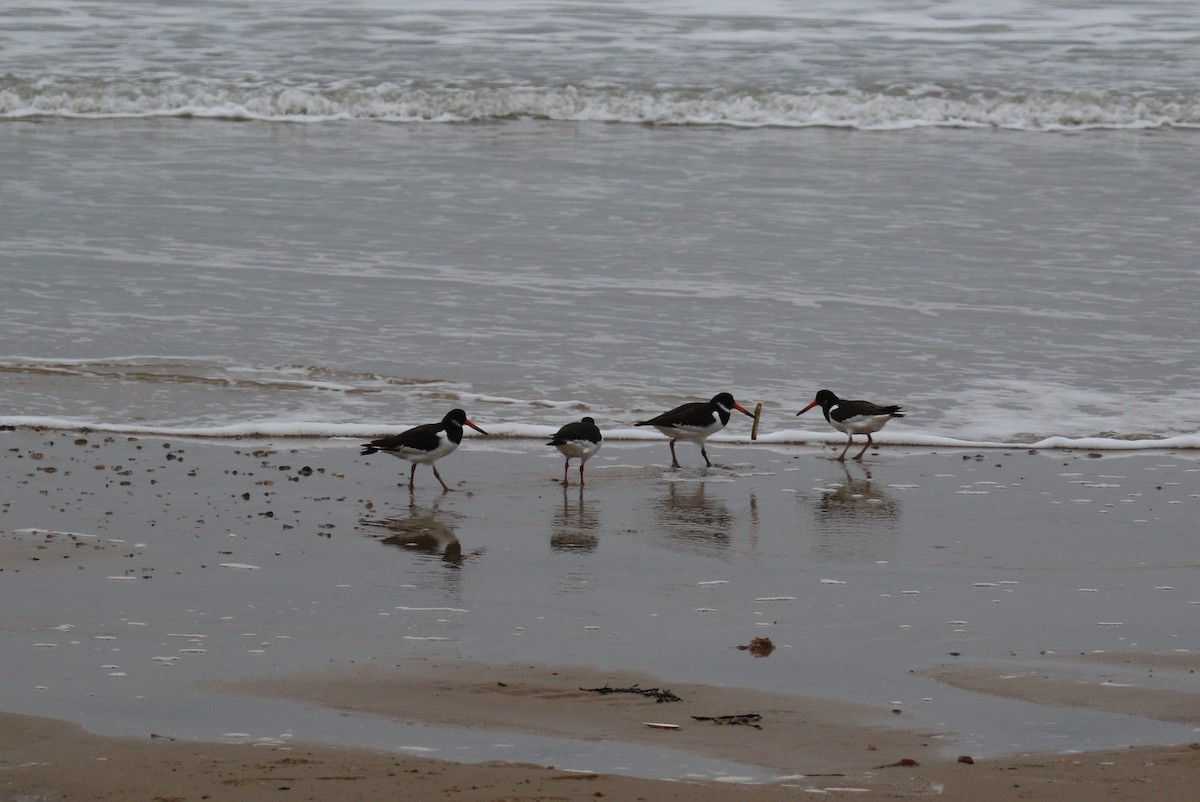 Huîtrier pie - ML647883381