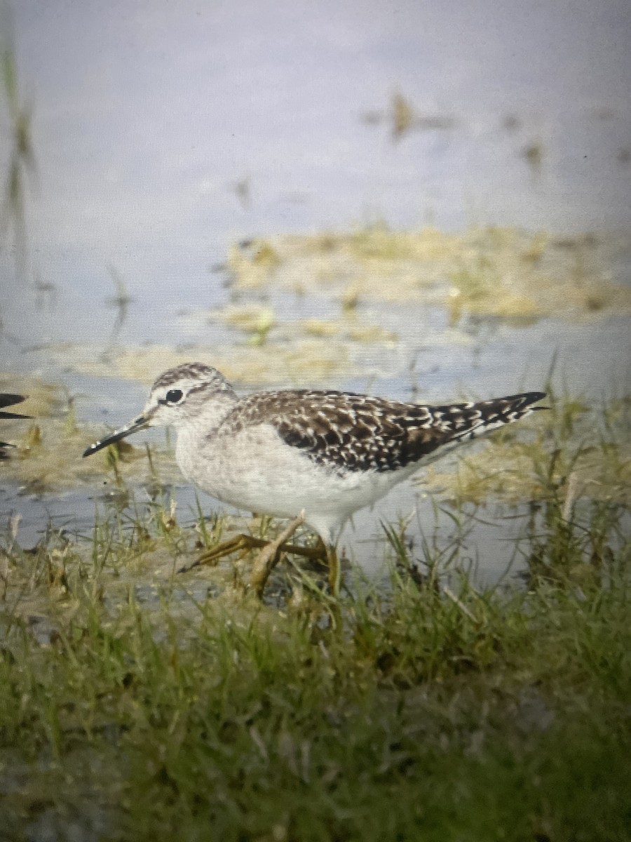 Chevalier sylvain - ML647883382