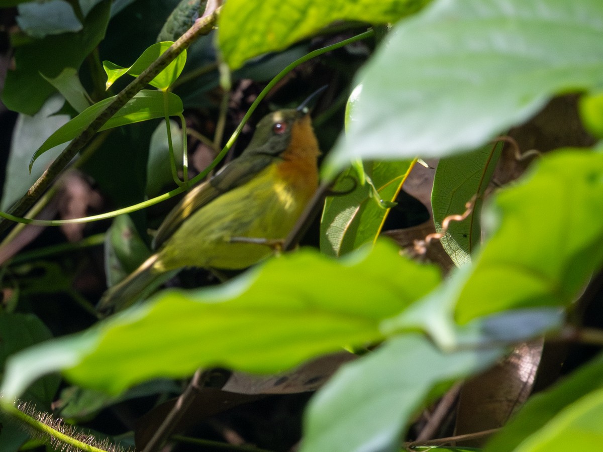 Souimanga à joues rubis - ML647883383