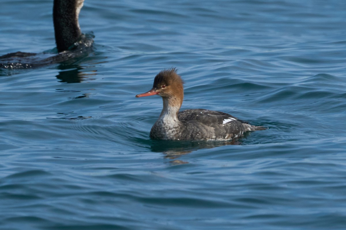 Harle huppé - ML647883385