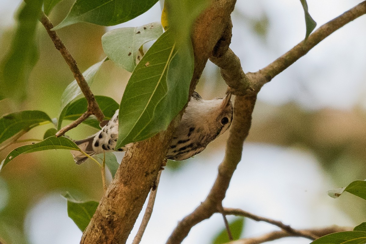 Paruline noir et blanc - ML647883386