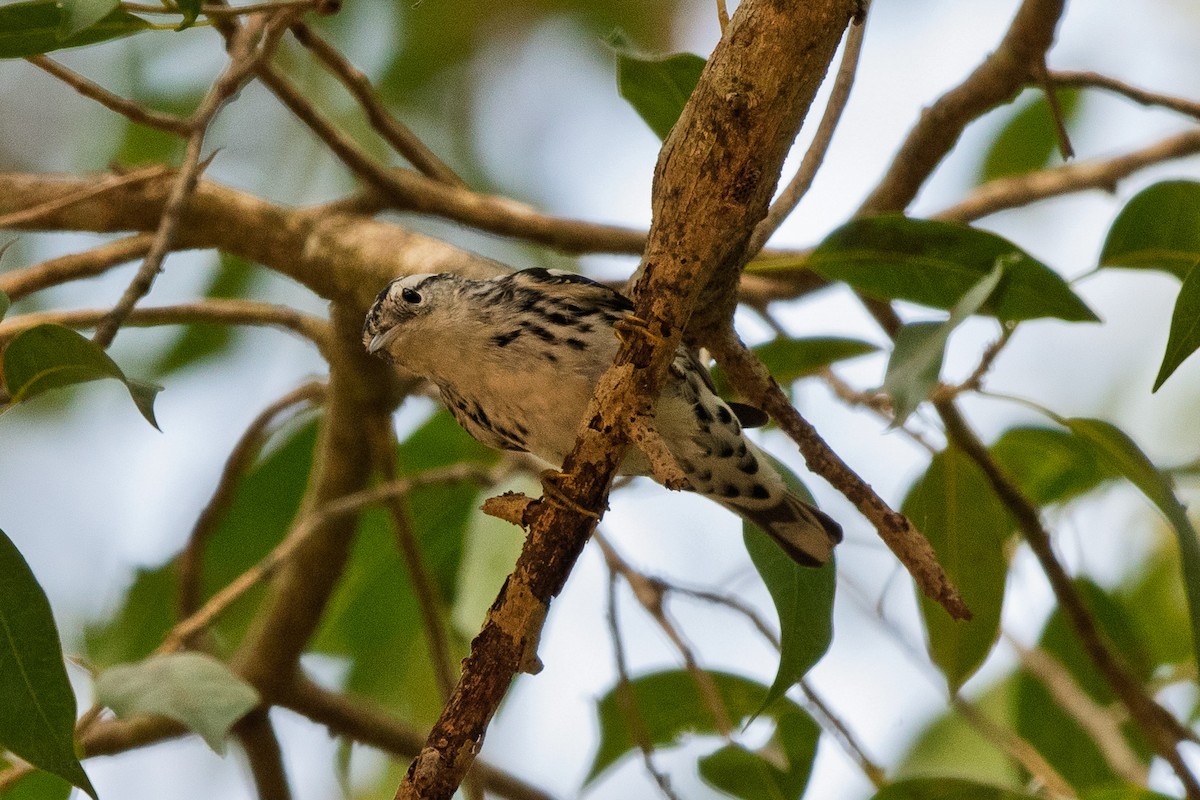 Paruline noir et blanc - ML647883387
