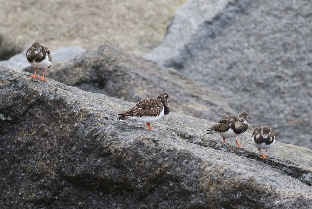 Tournepierre à collier - ML647883388