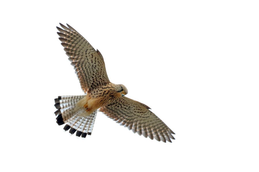 Faucon crécerelle - ML647883389