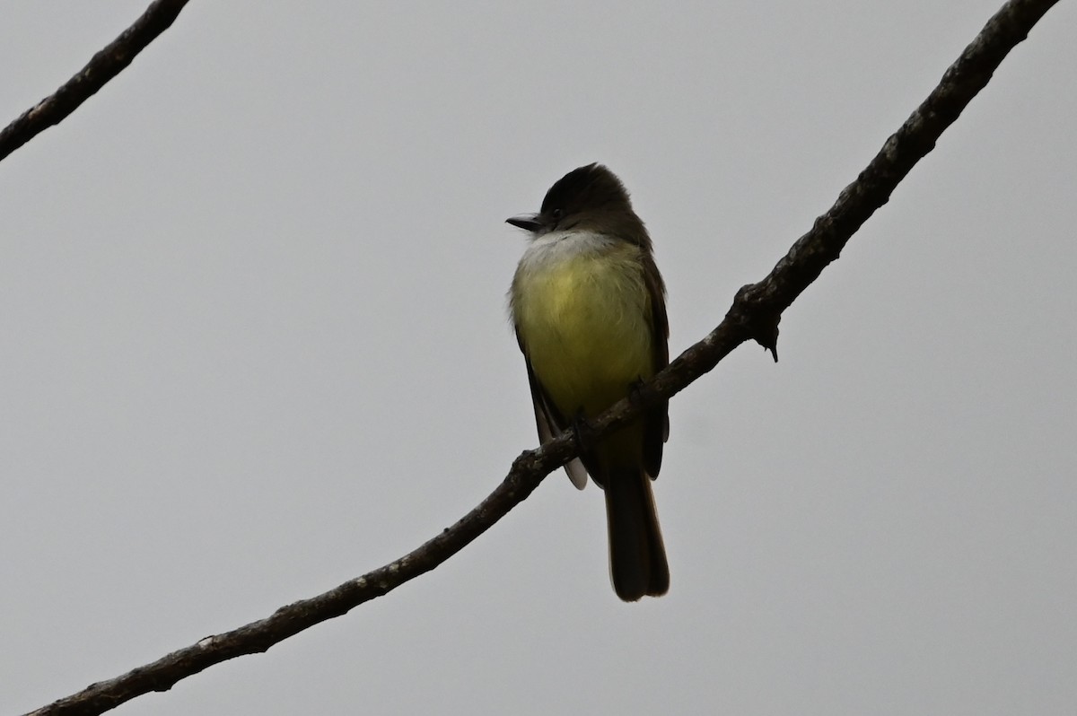 Dusky-capped Flycatcher - ML647883420