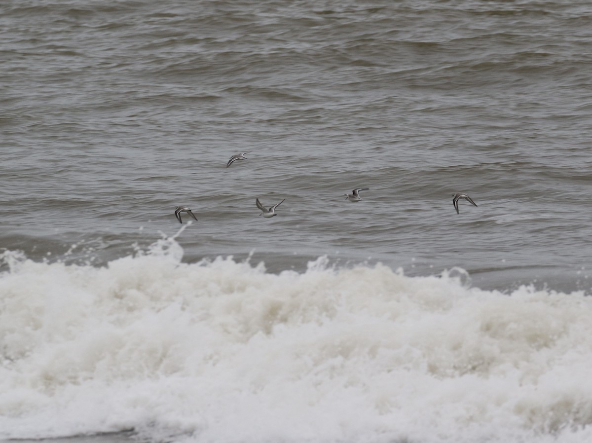 Txirri zuria - ML647883436