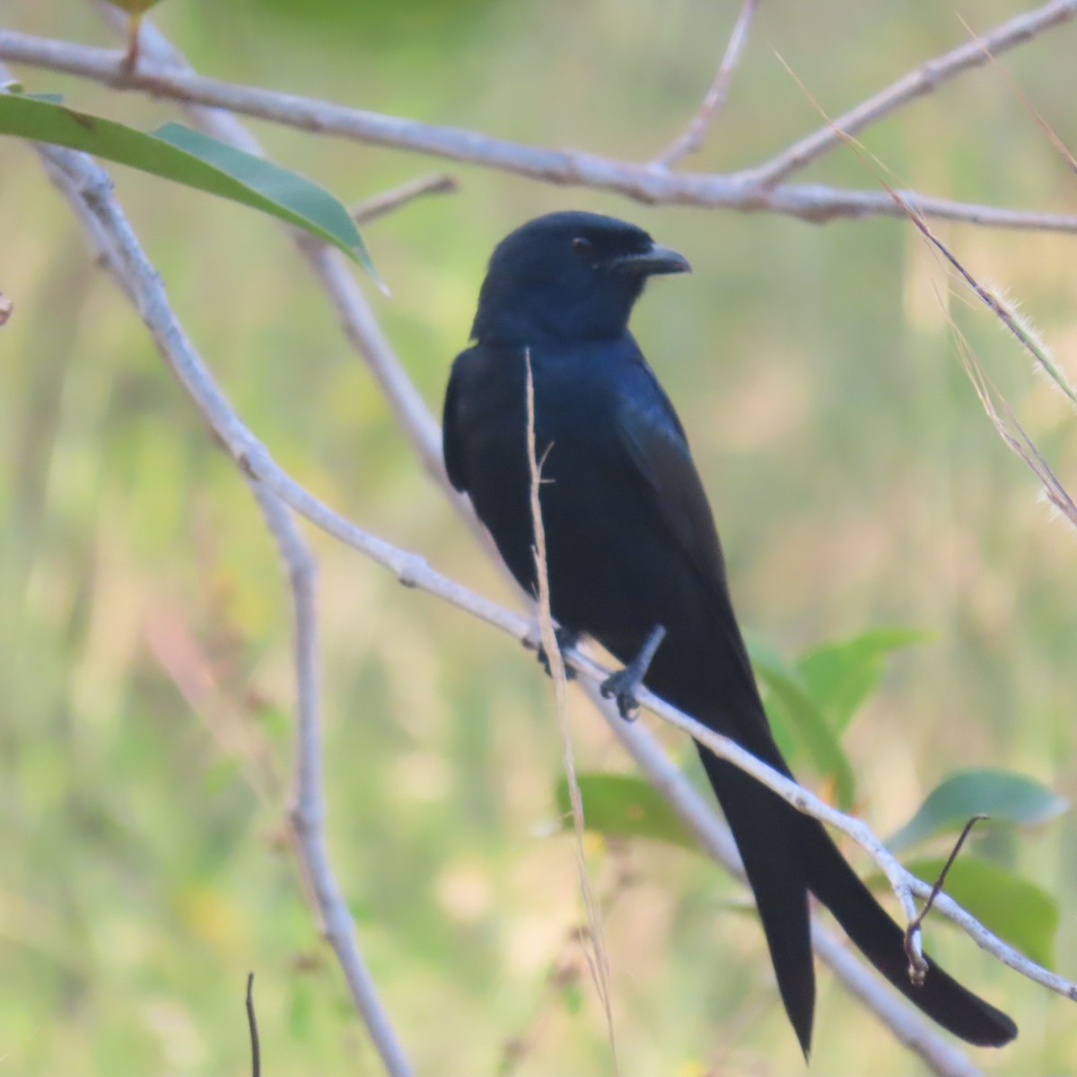Black Drongo - ML647883478