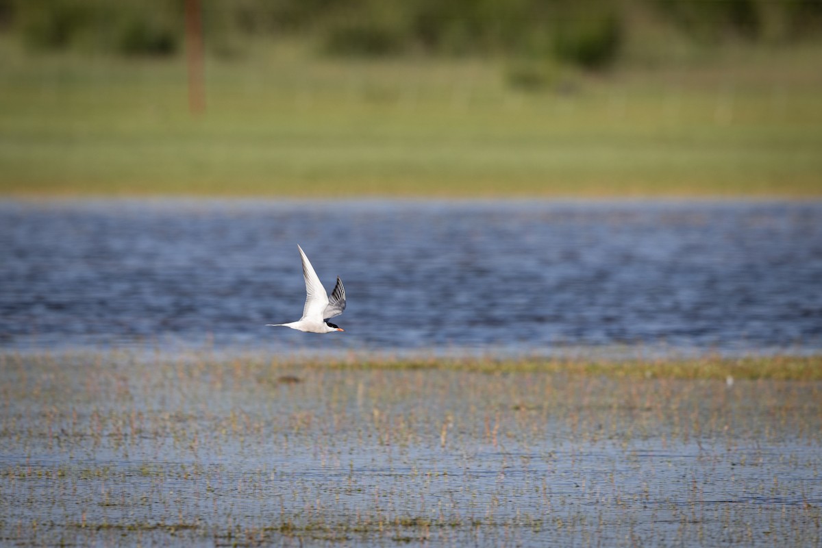 Common Tern - ML647883485