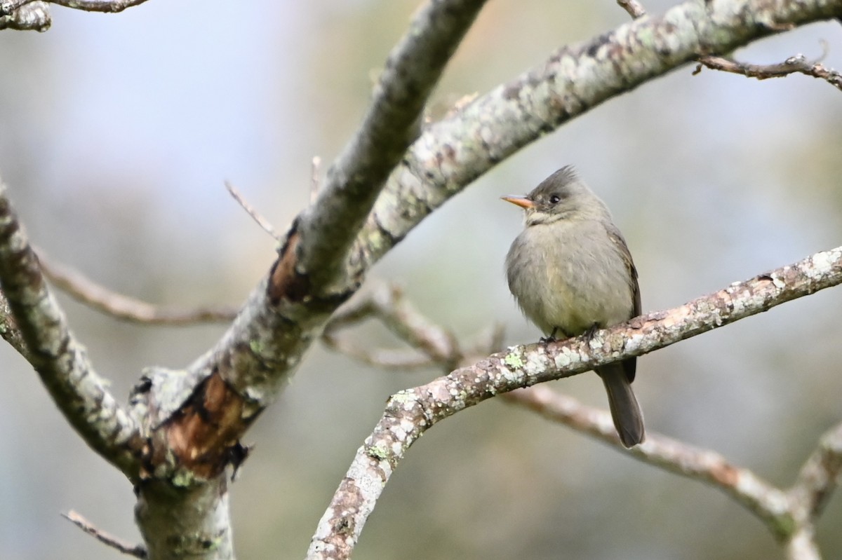 Greater Pewee - ML647883492