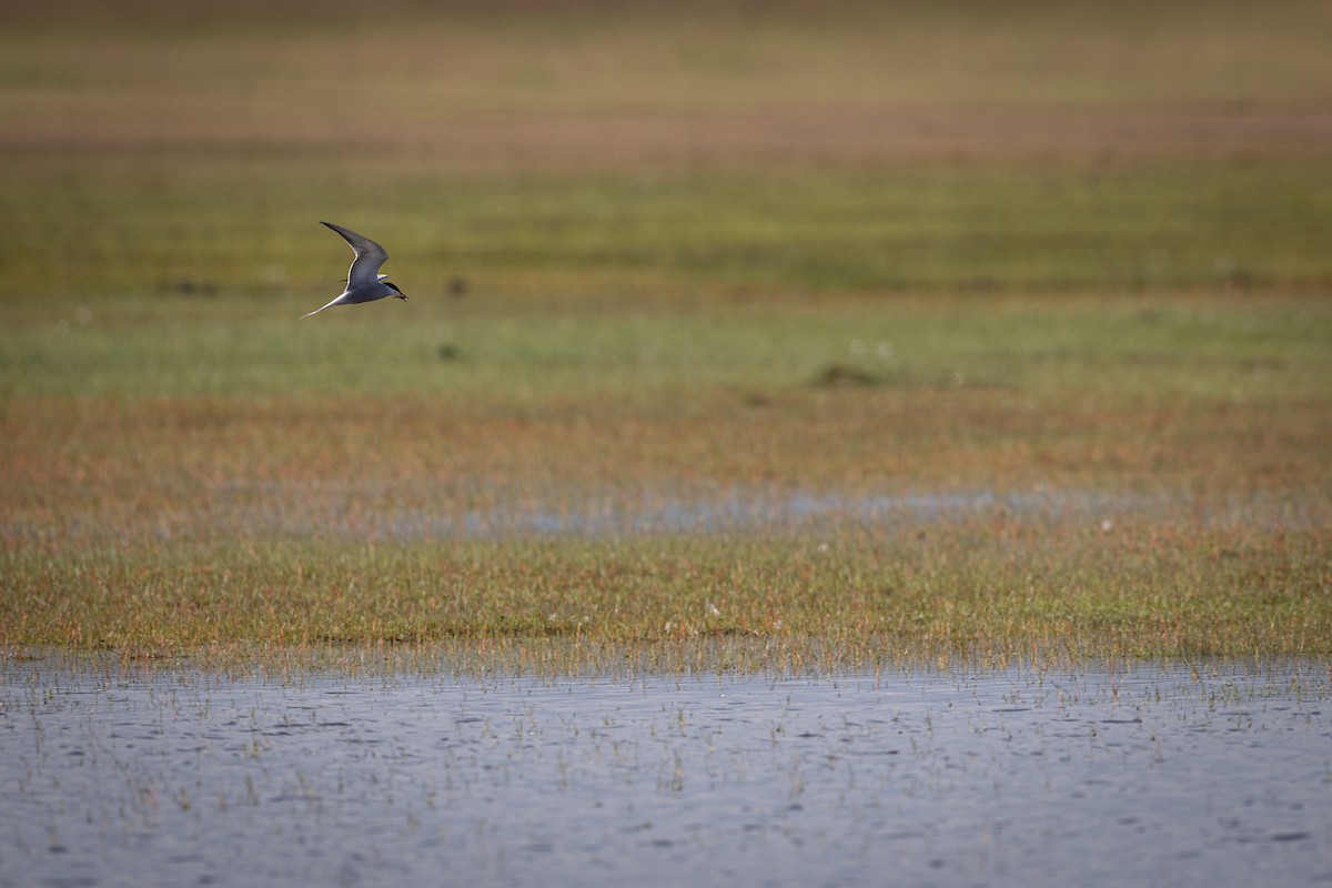 Common Tern - ML647883494