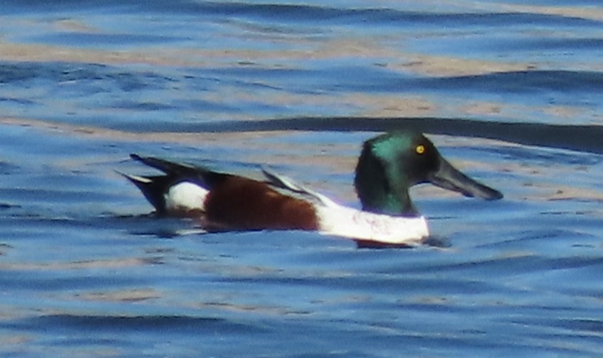 Cuchara Común - ML647883497