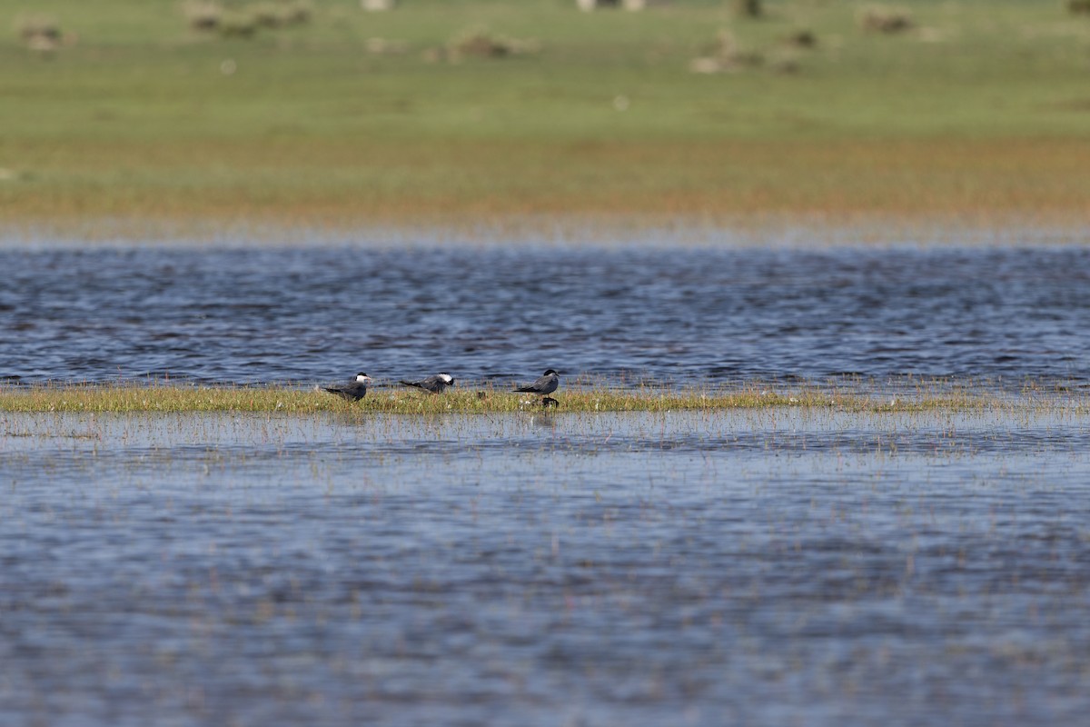 Common Tern - ML647883515