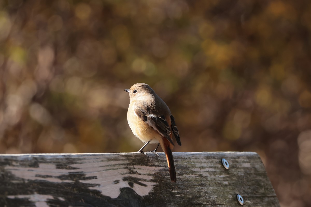 aurorarødstjert - ML647883523