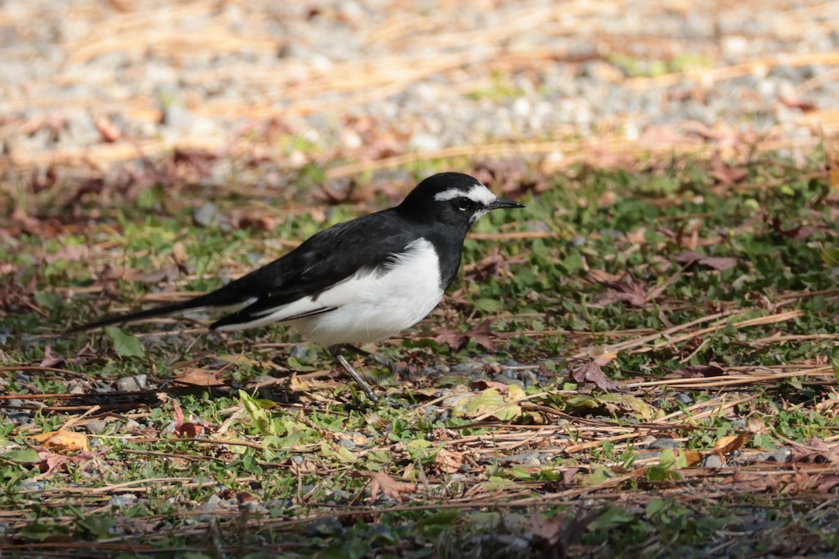 japanerle - ML647883525