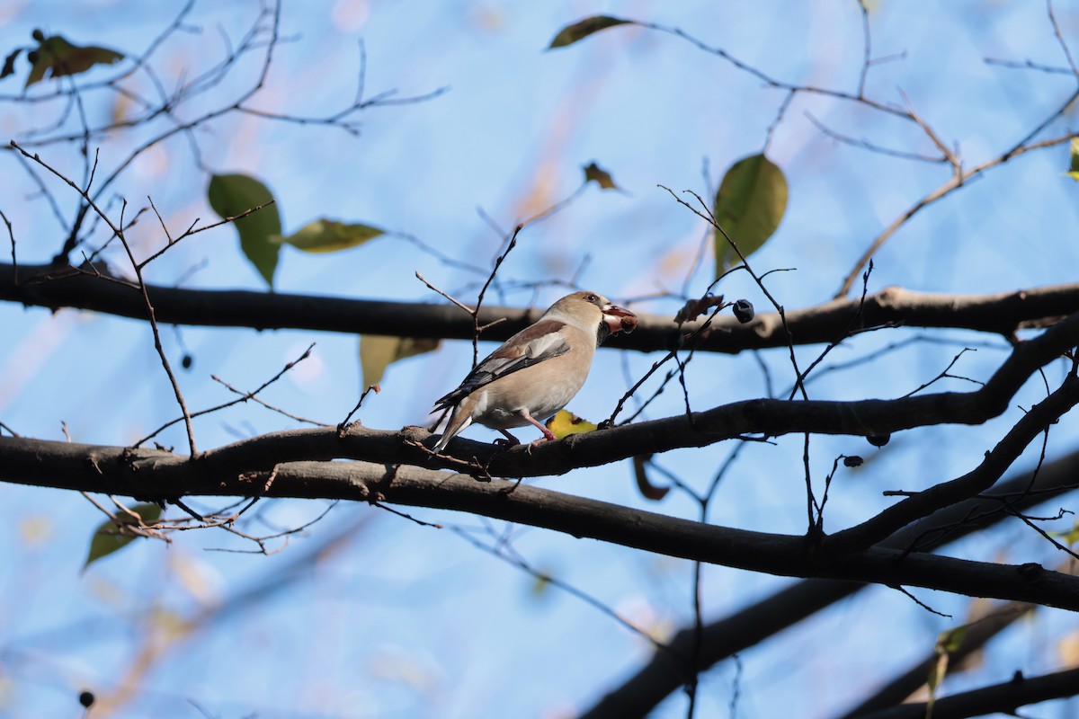 kjernebiter - ML647883528