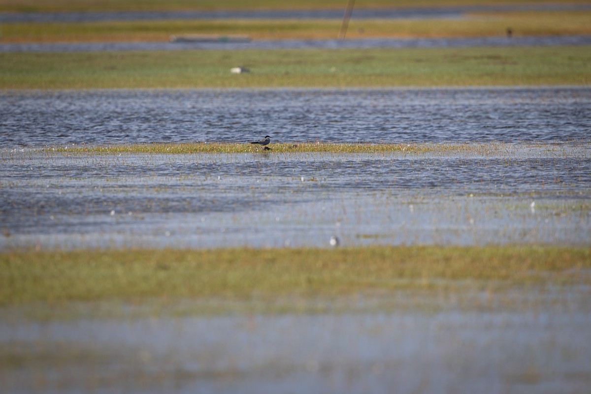Common Tern - ML647883541