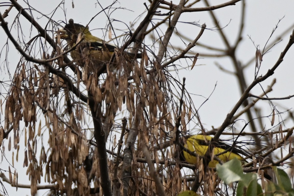 Hooded Grosbeak - ML647883555