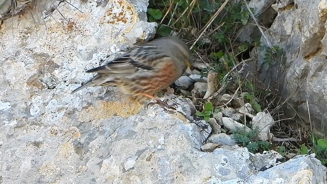 Alpine Accentor - ML647883565