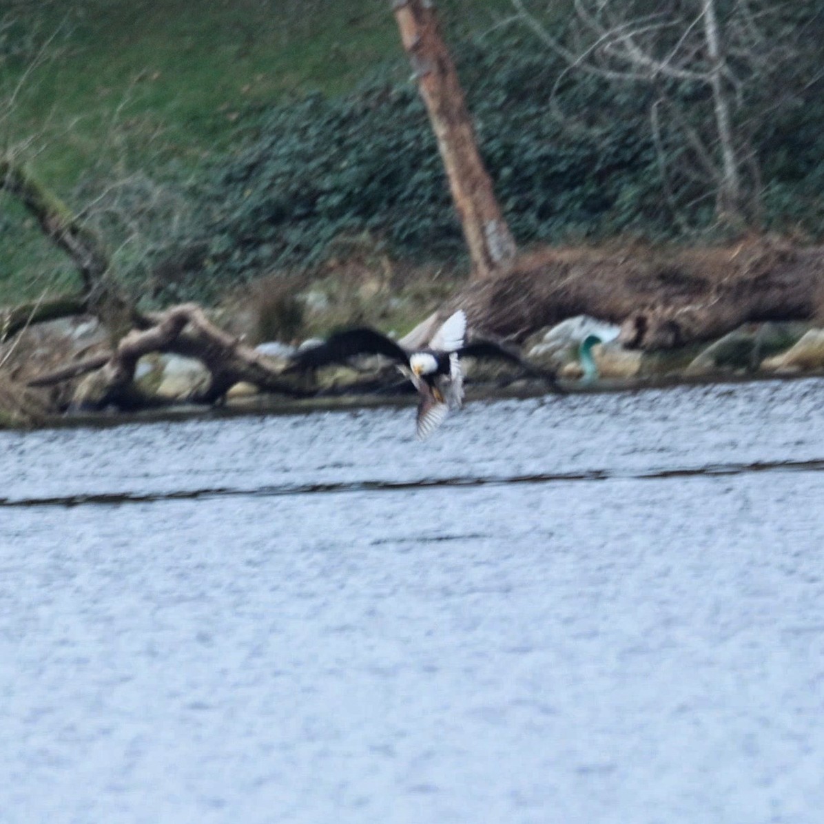 Bald Eagle - ML647883574