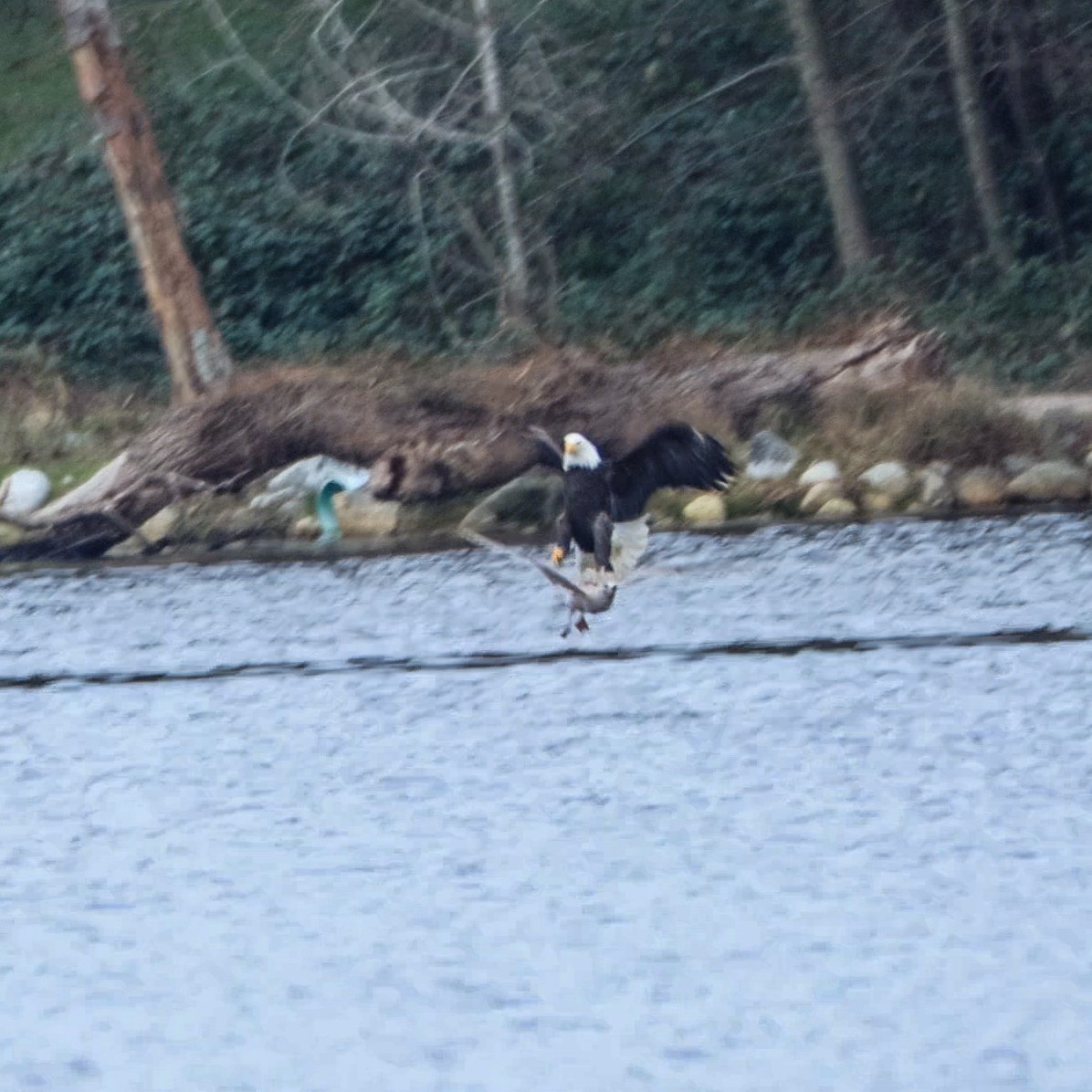 Bald Eagle - ML647883575
