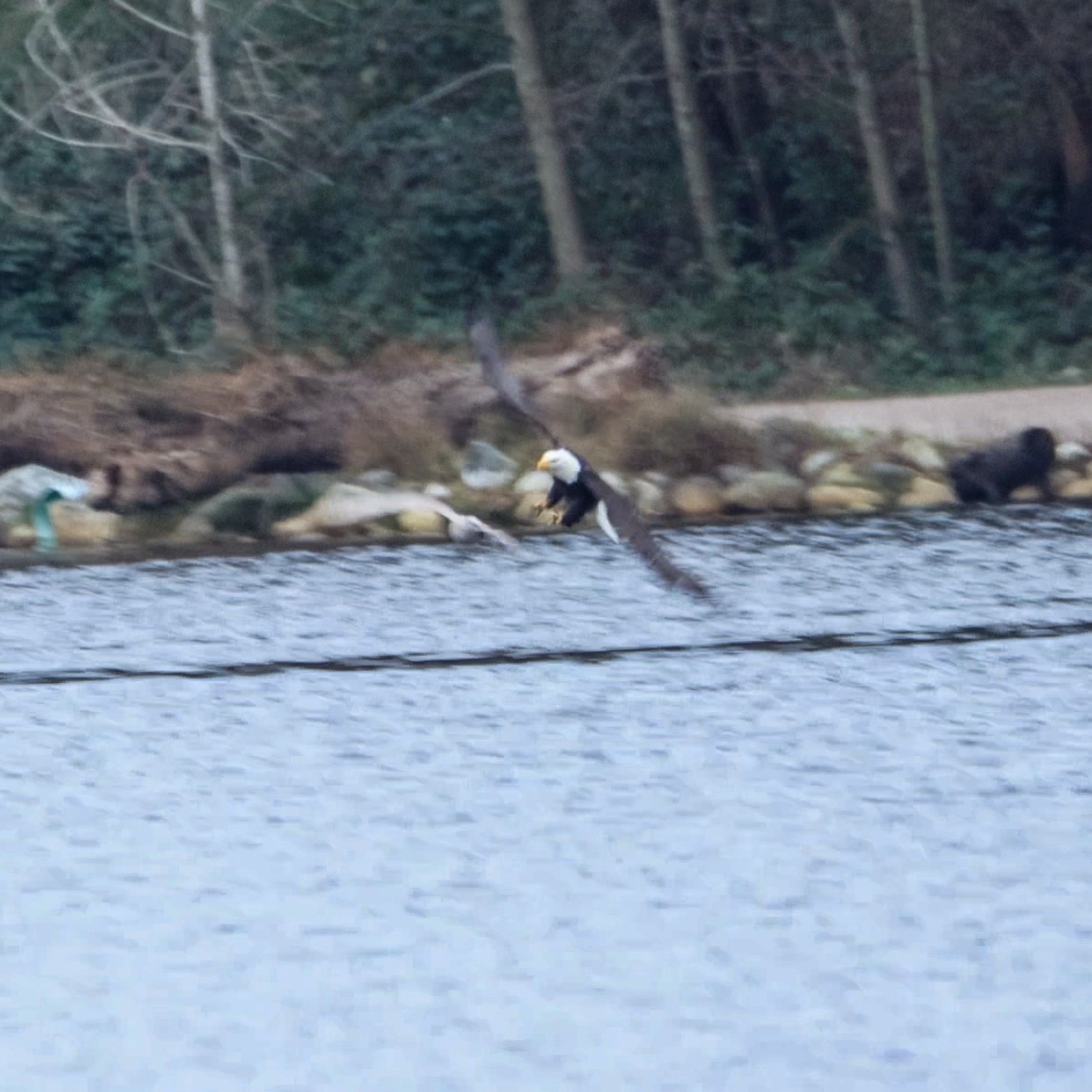 Bald Eagle - ML647883576