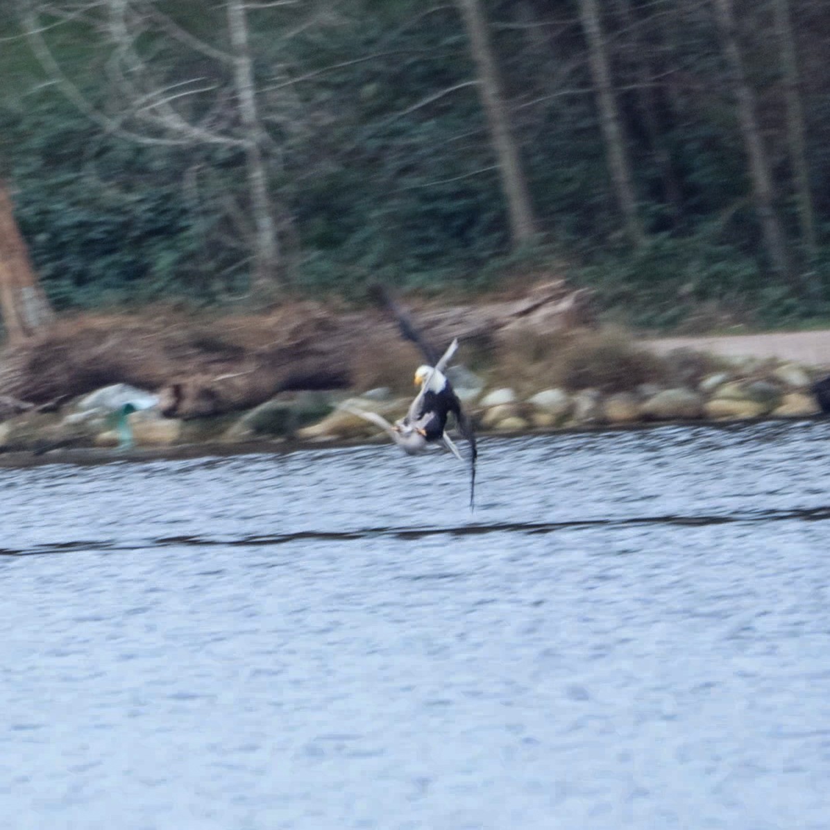 Bald Eagle - ML647883577