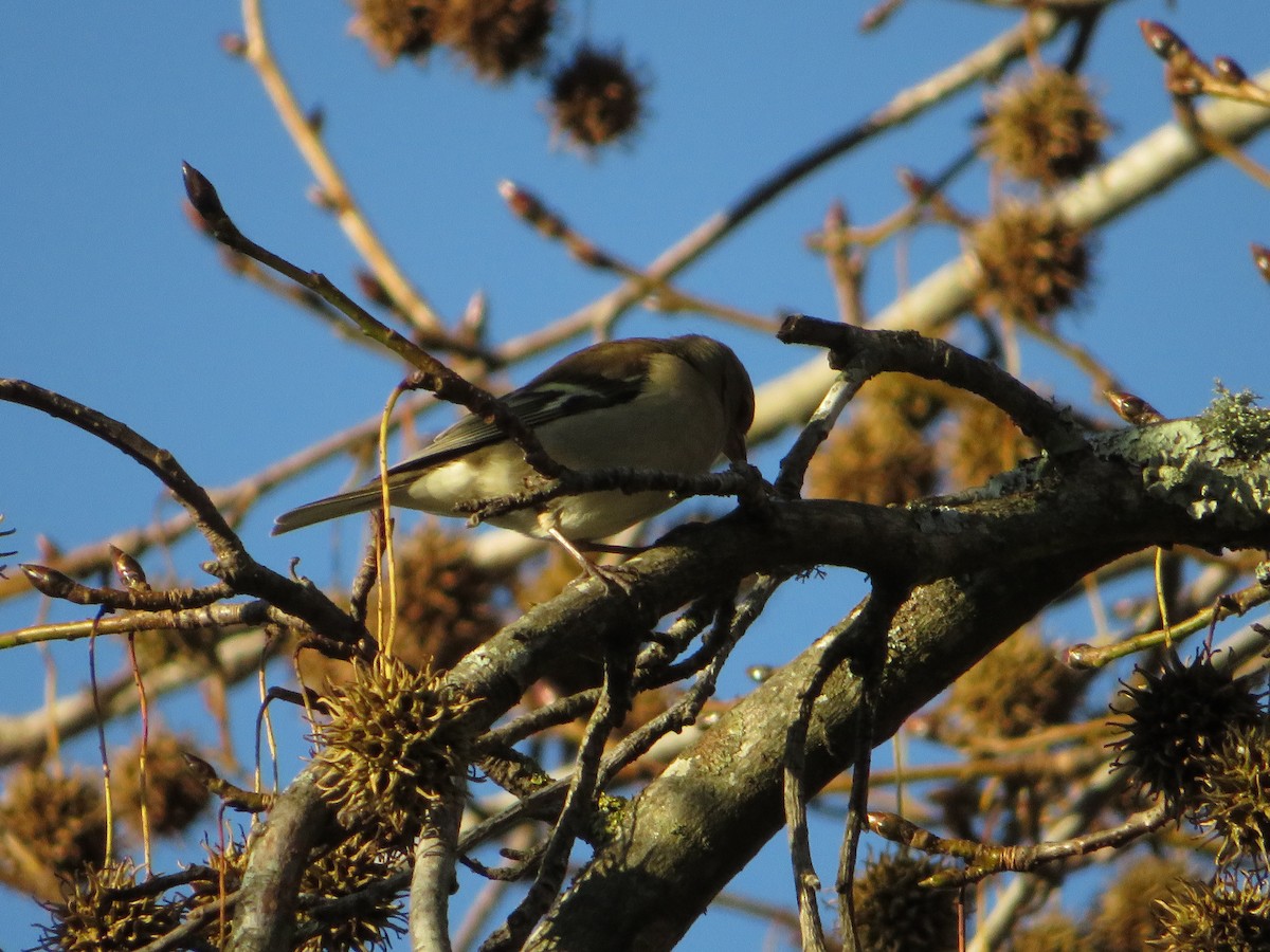 Common Chaffinch - ML647883594