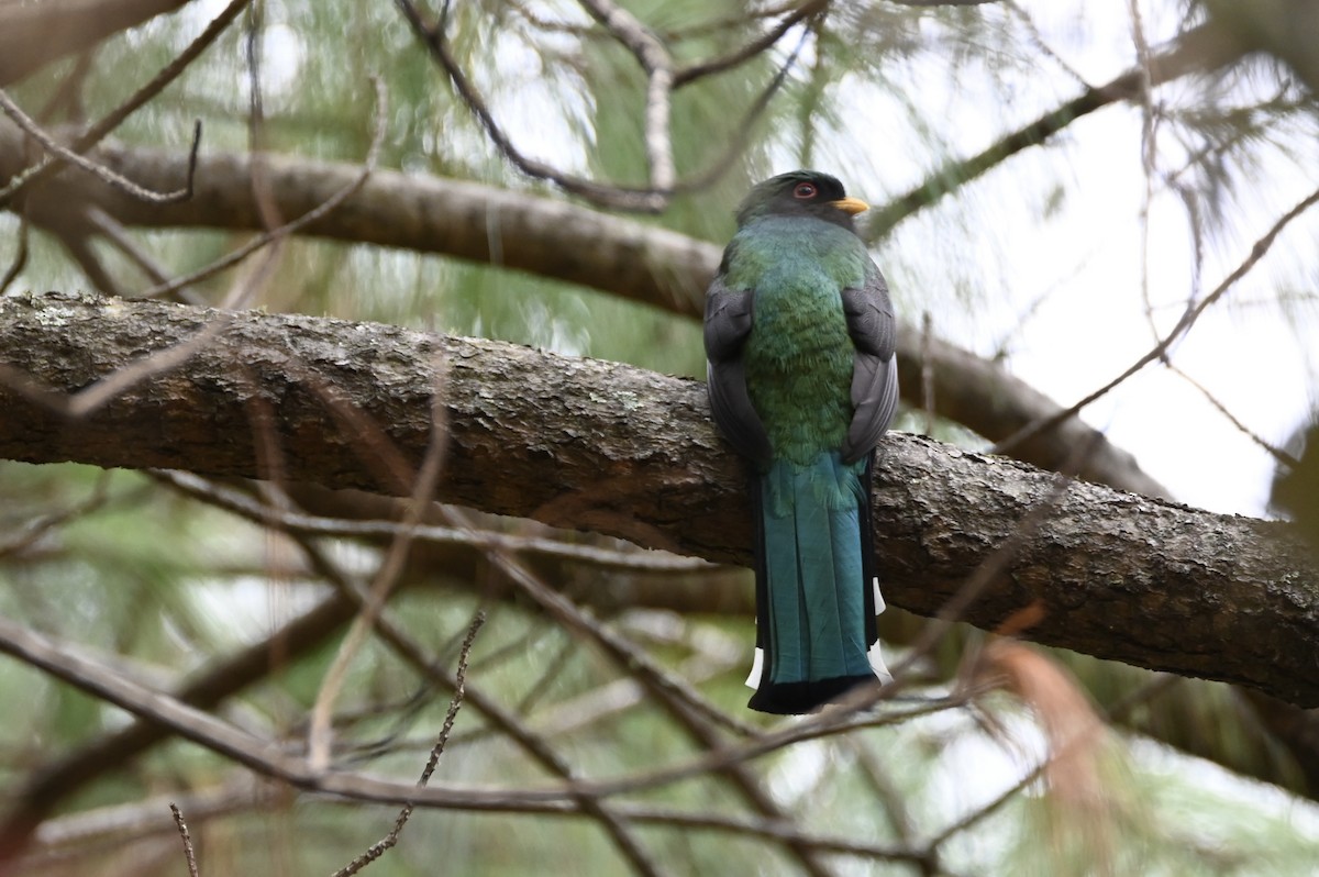 Mountain Trogon - ML647883600