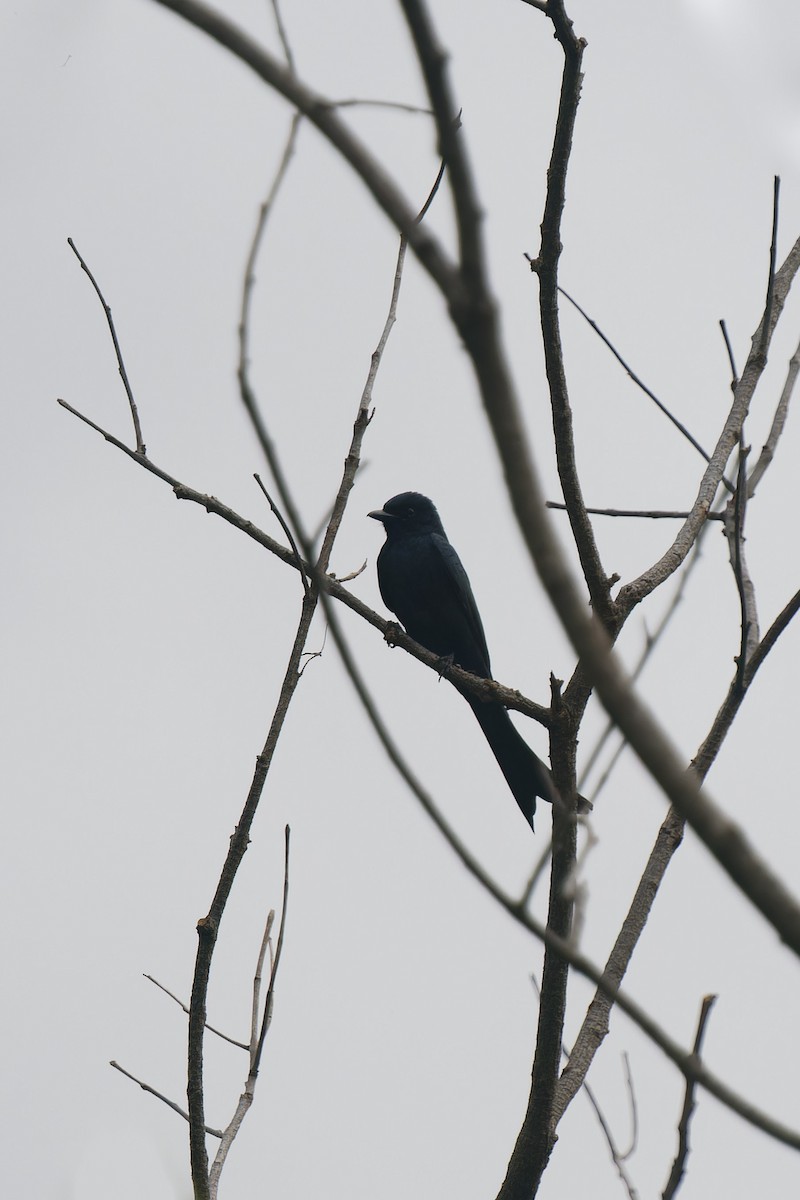Black Drongo - ML647883601