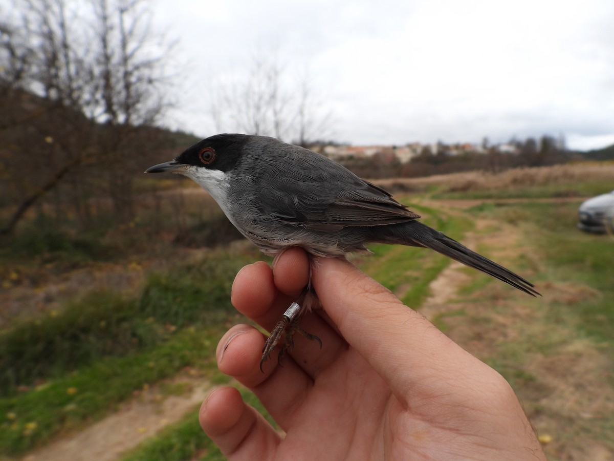 Sardinian Warbler - ML647883602