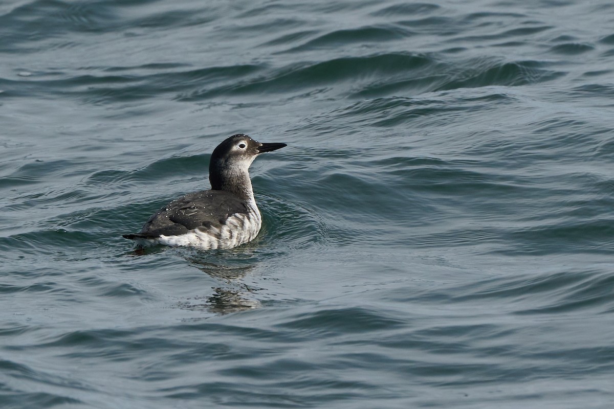 brilleteist - ML647883637