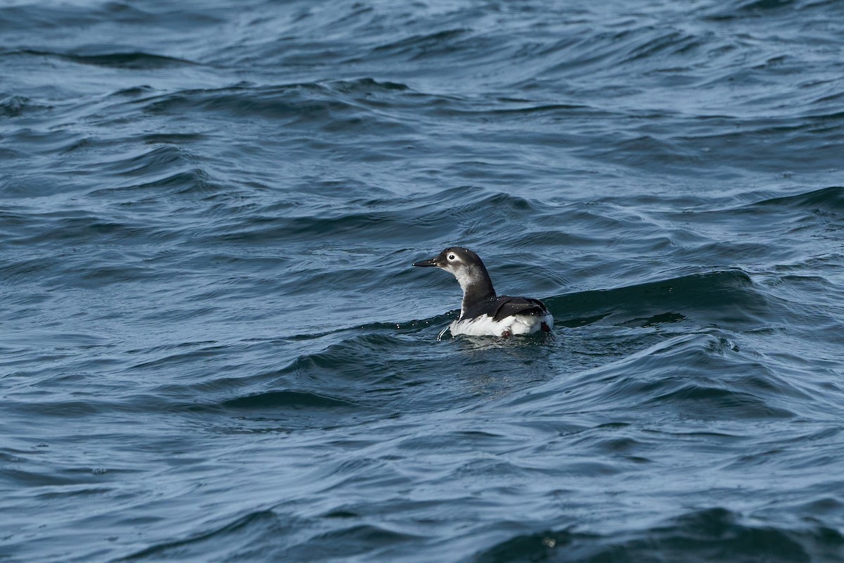 brilleteist - ML647883638