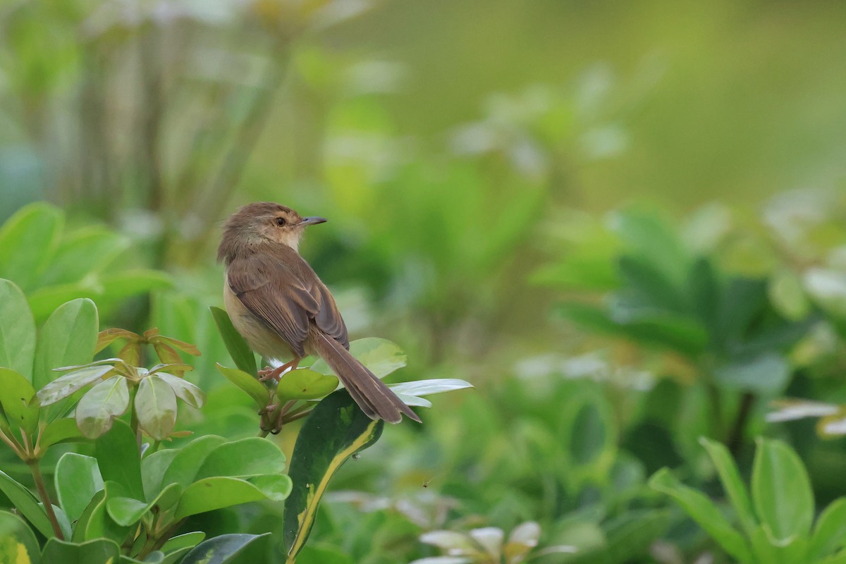 Prinia Sencilla - ML647883641