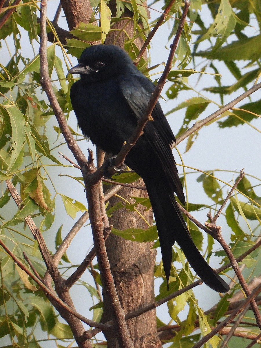 Black Drongo - ML647883651