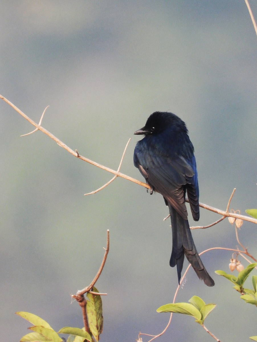 Black Drongo - ML647883652