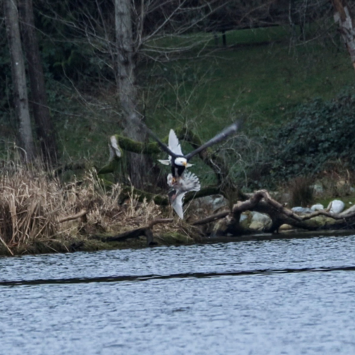 Bald Eagle - ML647883657