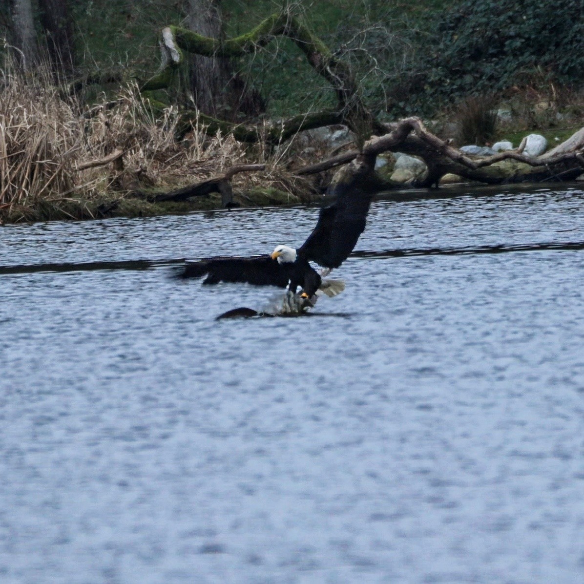 Bald Eagle - ML647883658
