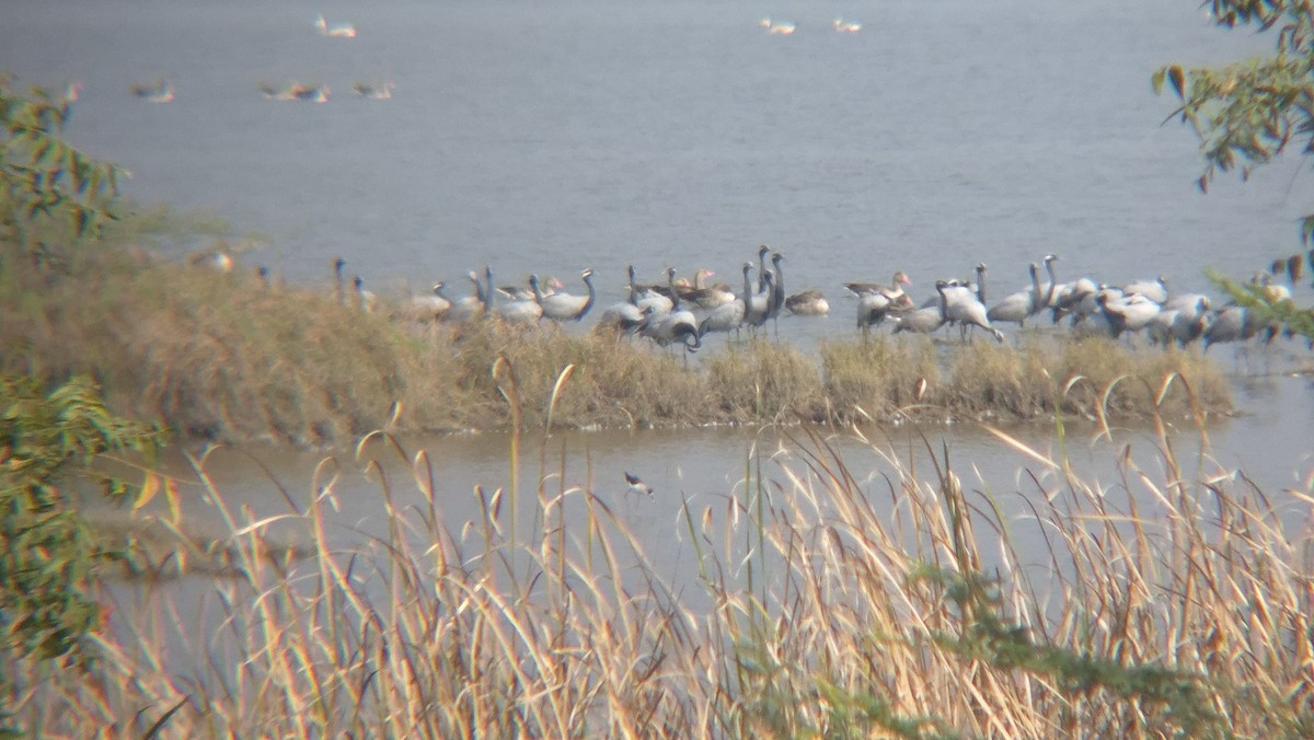 Demoiselle Crane - ML647883661