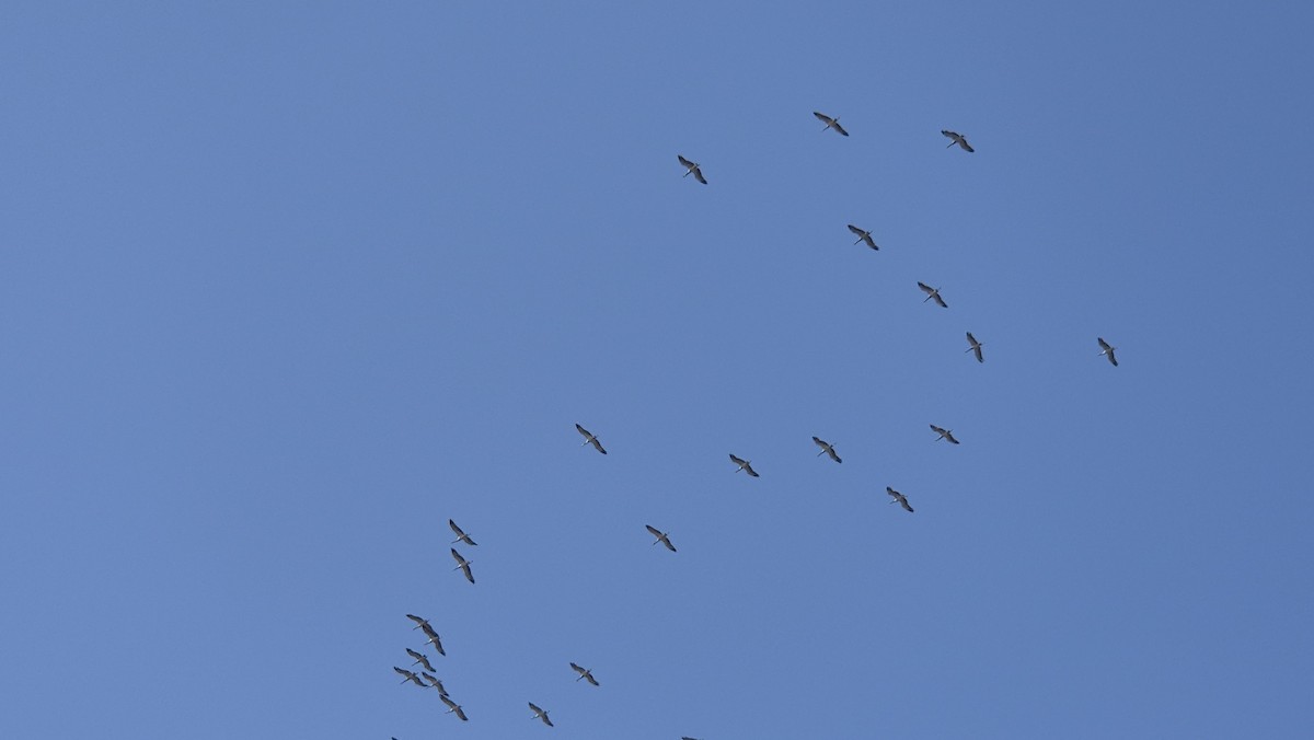 Demoiselle Crane - ML647883662