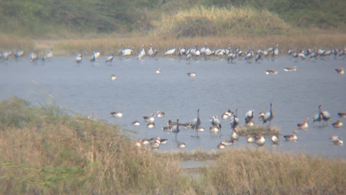 Demoiselle Crane - ML647883663