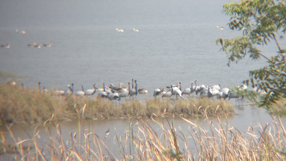 Demoiselle Crane - ML647883664