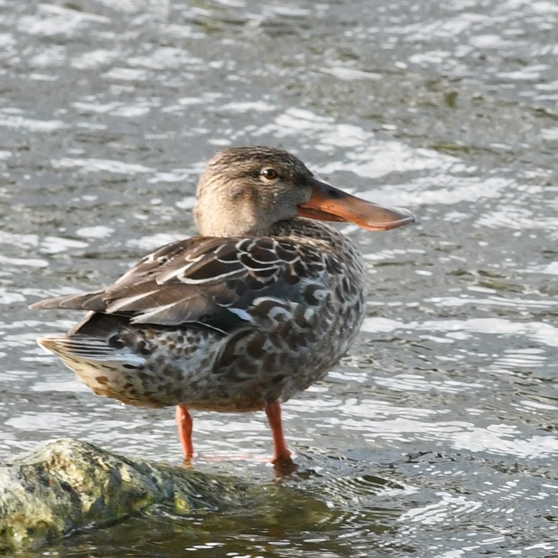 Cuchara Común - ML647883666