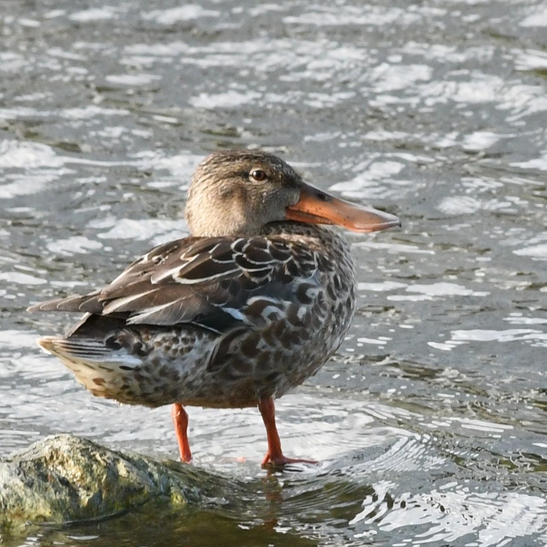 Cuchara Común - ML647883667