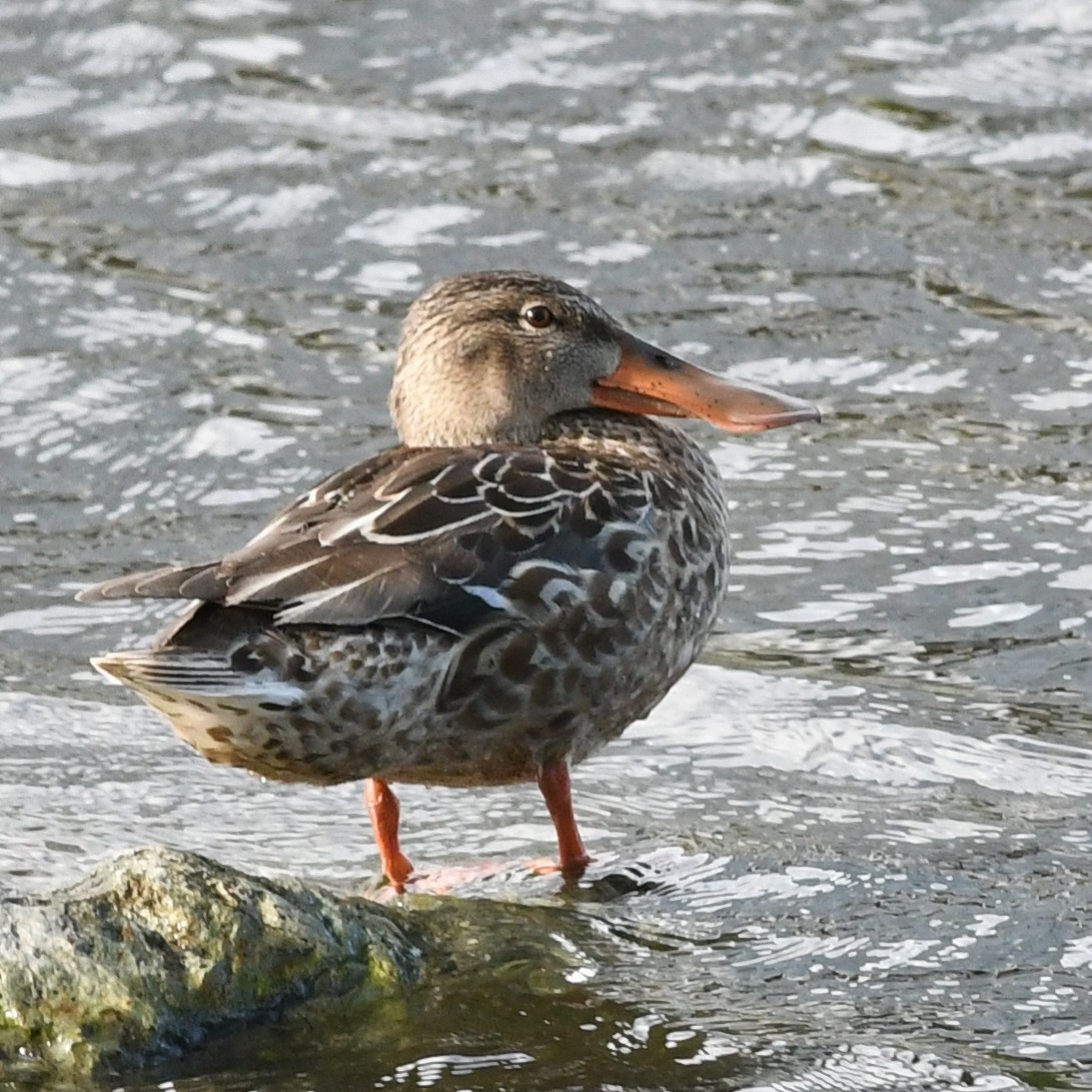 Cuchara Común - ML647883668