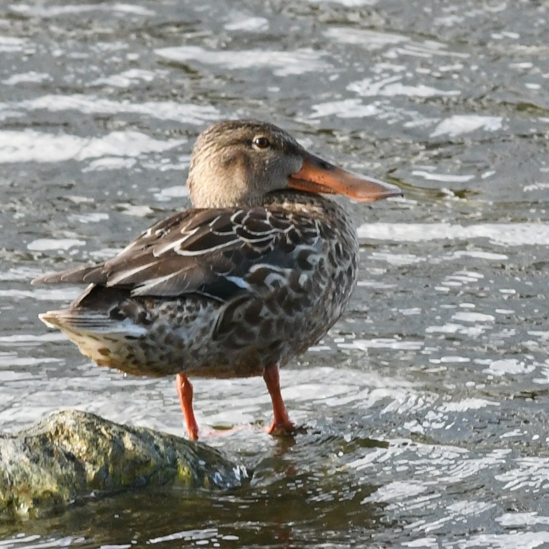 Cuchara Común - ML647883669