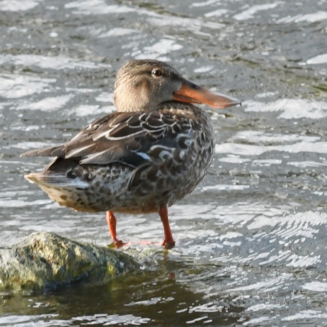 Cuchara Común - ML647883670